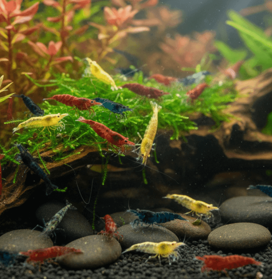 Our freshwater aquarium